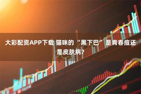 大彩配资APP下载 猫咪的 “黑下巴” 是青春痘还是皮肤病?
