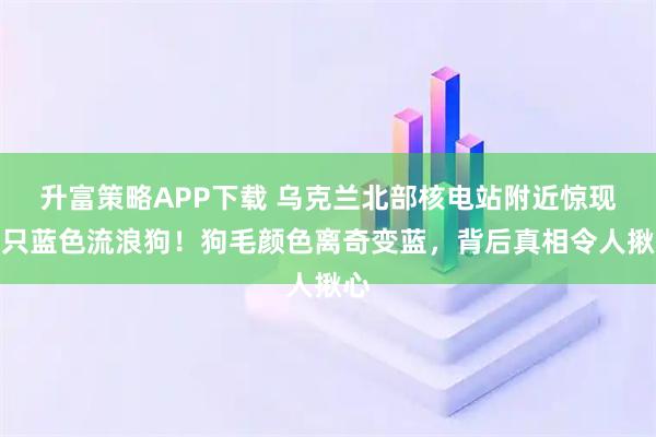 升富策略APP下载 乌克兰北部核电站附近惊现多只蓝色流浪狗！狗毛颜色离奇变蓝，背后真相令人揪心